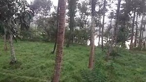 2.5K views · 96 reactions | #Gandhakasala #rice #paddy #wayanad #Kabniriver #kuruva #kerala #tourism Wayanad Village #Chekadi #Jungle #Resort Kuruva Kabni river Tourist spots unexplored Paddy cultivation | Dr Bibin Jose | Facebook