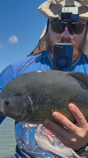 Israel Cyborg on Instagram: "Pescaria de piranha preta na represa de Tres Marias. Nesse período as piranhas encostam no barranco e cortam a grama com a boca, formando os ninhos em que elas põem os ovos. Jigs e iscas vivas são ótimas opções para pesca-las. Siga para mais videos de pesca #pescaria #pesca #explorar #reels #viral #piranha #represadetresmarias #tresmarias #tucunare #tucunareazul"