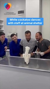This white cockatoo had some fun at a veterinary clinic in Turkey bopping along with staff members and mimicking their dance moves. | CBS News