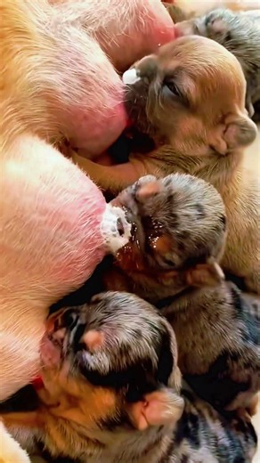 The Cutest Puppy Ever! 🐶🥰 #Puppy #Dog #Pets