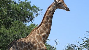 33K views · 698 reactions | Giraffe waking up for his sleep #animal #nature #Amazing #life #Wow #wildlife #travel #trending #trend #reelsvideo #animal #nature #viral #AfricanBushKingdom | African Bush Kingdom | Facebook