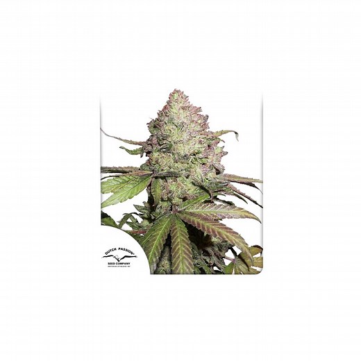 Buy CBD Auto Charlotte's Angel® Cannabis Seeds | Dutch Passion UK
