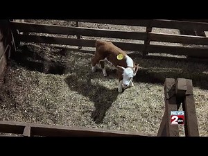 Cattle prices, crowds on the rise at Dickson Livestock Center