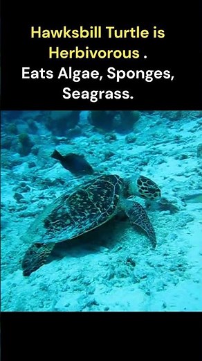 Hawksbill Turtle - National Animal of Antigua and Barbuda