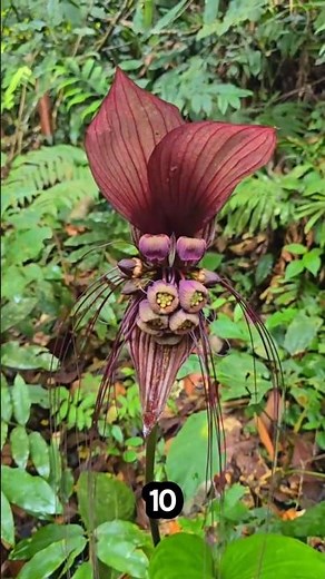 Mysterious bat flower 🌑✨ Takka Chantrier.