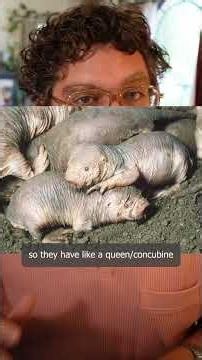 Naked mole rats are effing ridiculous