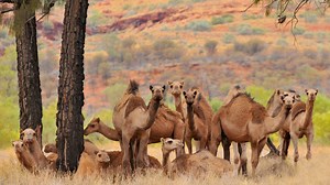 10,000 camels to be shot for drinking too much water in drought hit Australia