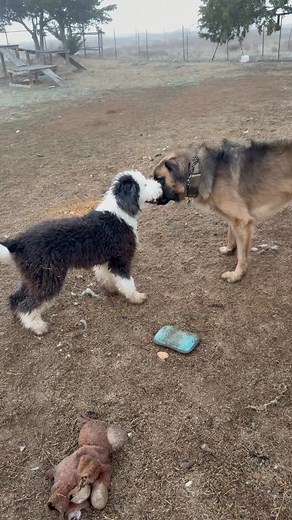 Sadie meets Gumbeaux! She did so well! No intimidation at all. I started recording right as they met. She’s a great dog. Dawn Wagner | Prairie Oaks Dog Training