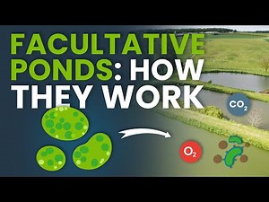How Facultative Ponds Really Work 🌿💧 The Most Common Wastewater Treatment System Explained