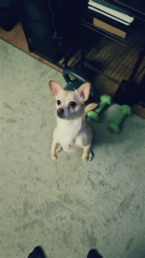 @buttersandwendy: him be doing tricks so well 🤣 #dog #dogvideos