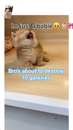 FLOOFBALL THE GALAXY DESTROYER🥲 #cat #nobatidao #fadinhas #catlife