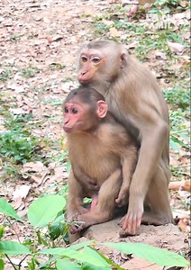 3.3M views · 7.2K reactions | Monkey Loy help to protect and take New Abandoned monkey by love! new monkey abandoned is try to play with another monkey is team Sovanna... | Jane Family | Facebook