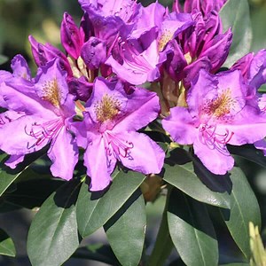 'Purpureum Elegans' Rhododendron - Grown By Overdevest