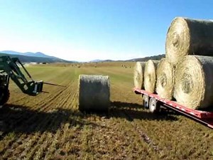 Hay for Sale
