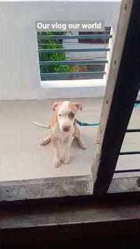 ബ്രൂണോ ❤️|🐕|😄|#pitbull#youtube #viral #puppy ❤️🐕😂