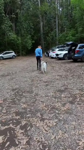 February Pack Walk with Kilo, Bosco, Lana & Arko featuring Board and Train Pongo