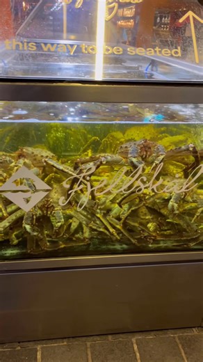 I just want to take you to the Bergen Fish Market and immerse into its ambiance. The market was not so busy while i was there. Here are the glimpses of Bergen fish market. #fishmarket #fisketorget #bergen #BergenVibes #norwayexpert #bergenlover #FjordMagic #norway #visitbergen #visitnorway #seafood #seafoodlover #seafoodofnorway | Norway Expert