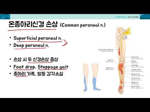 Neuroanatomy 2-3 Neuropathy 2-Leg by learning mate