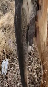 1.5M views · 3.1K reactions | #Cute #Animals | Min Yahui | Facebook