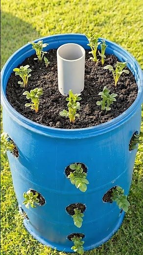 Grow potatoes vertically in a barrel 🥔🌱 (you won’t believe the harvest) #gardening #handmade