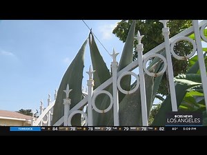 Agave plants becoming popular target for thieves