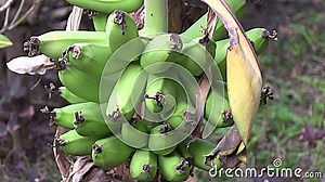 Banana Plantation in the Gambia, West Africa. Stock Video - Video of exotic, natural: 40872493