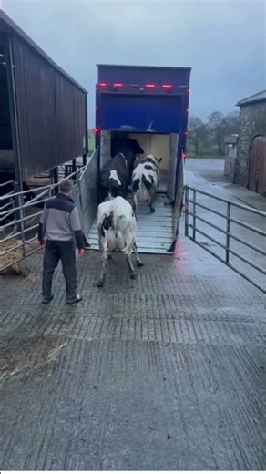 Fresh calved cows on the way to their new home!