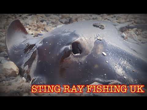 Sea fishing Videos UK | STING RAY FISHING UK