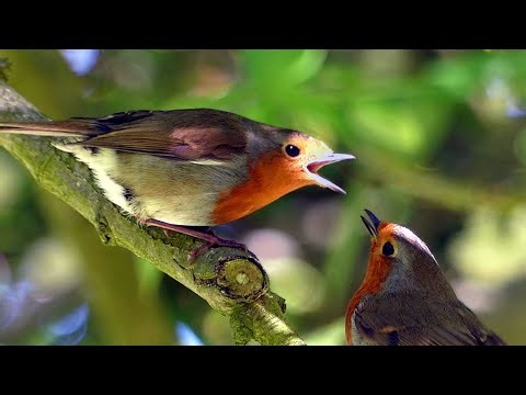 Birdwatching Robins: the breeding season