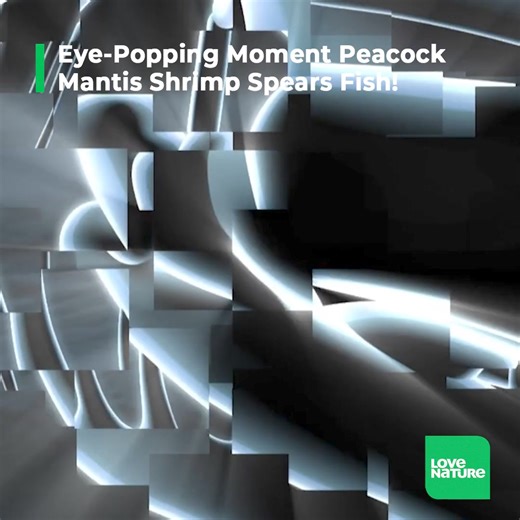 41K views · 260 reactions | Mantis Shrimp Has Spears For Arms! #animals #funfact #nature | Love Nature | Facebook