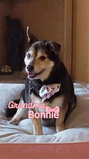 Our precious Grandma 👵🏼 BONNIE has been ADOPTED!!!🎉 She has the best new pawrents and big brother Smokey who already adore her! Cheers to all the love and happiness with your beautiful new family @valchang1 Thank you @amydogrescue for fostering 🤎 We love you Bonnie!!! | Lindsay Conklin