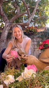 39K views · 1.4K reactions | “How do you get such good content with your animals?” … | Caitlin and Tiptoe | Facebook