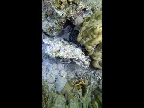 LIvE Underwater | Tropical Fish &Coral Reef (Live Cam)