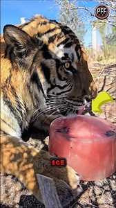 Have you ever seen a tiger eating ice cream?