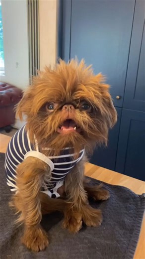 Stick to the Road – A Werewolf-Inspired Adventure With My Dog