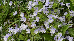 blue speedwell flower in bloom. also known as bird's eye and gypsyweed.