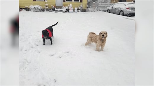 ASPCA urges pet owners to take extra precautions as winter weather continues