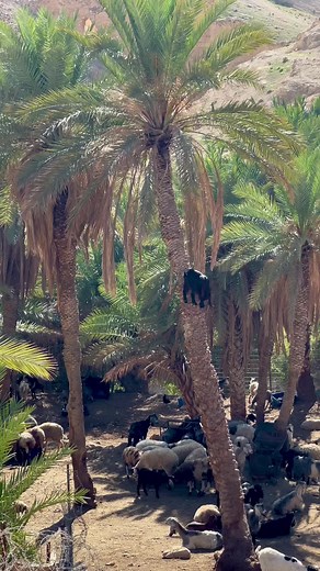 Goat Climbing a Palm Tree in Desert Landscape
