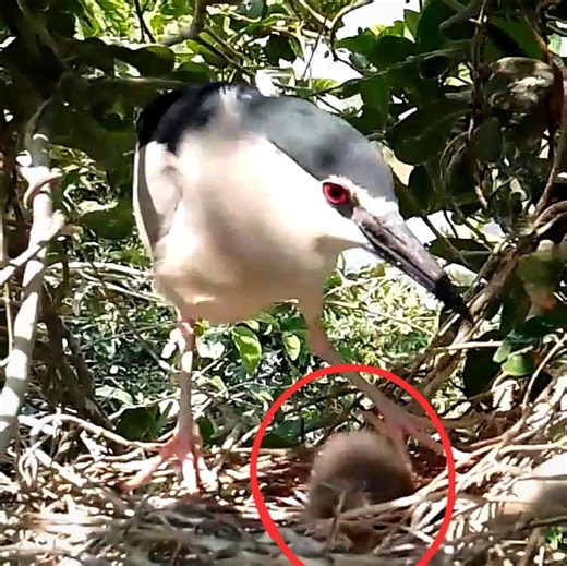 17 reactions | Black crowned bird comes from foraging, comes to the nest, takes care of the baby | Review Bird All | Facebook