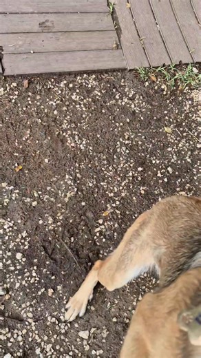 Playing at wet day's🌧 | Dog Inn hotel