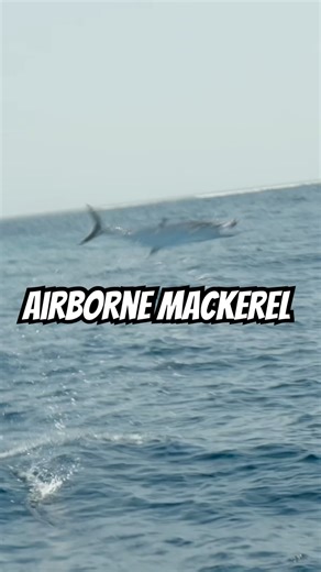 Airborne Spanish Mackerel Strike | Cape York Topwater Fishing