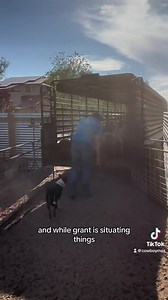 3.7M views · 192K reactions | We could not do our job without this AMAZING dog!! #goats #goatscaping #goatgrazing #grazinggoats #contractgrazing #targetedgrazing #grazingsystems #systemsgrazing #rentagoat #yardmaintenance #weedremoval #firefuelreduction #brushremoval #thegoatguy #goatguy #cowboymax | Galloping Goat Pumpkin Patch | Facebook