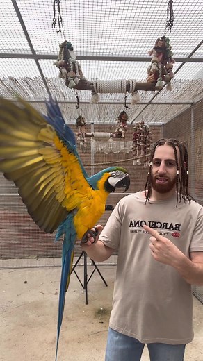 Proper Parrot Handling Tips: Keep Your Bird Safe and Happy!