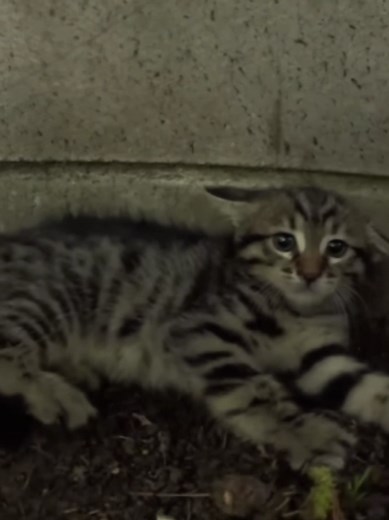 Crying Cats: Understanding Their Emotions