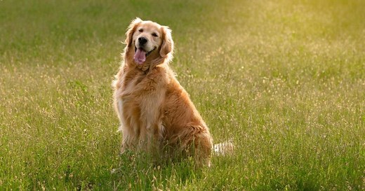 As 15 raças de cachorro grande mais populares: descubra qual combina com você!
