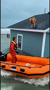 Myrtle Beach Tide: Dog Leaps from Cottage Roof Myrtle Beach, South Carolina – October 25, 2025 A king tide caught a dog on the roof of a beach cottage that was surrounded by water. A lifeguard rescue raft arrived just in time. The lifeguard signaled the dog to jump onto the soft side of the raft. The dog leaped from the shingles, and the lifeguard grabbed its collar to secure it inside. They sped back to safety. This video is created using AI, and the story is for your entertainment. | Kindness 