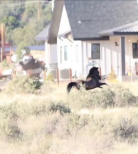 When you get a call to catch a new mustang that has barely been halterbroke (performed by professionals) (do not attempt) #mustang #mustanghorse #horses #foryou #fyp #horsesoftiktok #rope | Westerworks