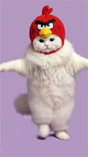 angry cat 😱🔥 #cat #cutecat #cute #catdance #angrybirds
