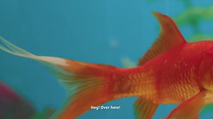 17 reactions · 5 comments | We’ve simplified insurance. Fin, our local insurance expert, is here to turn insurance speak into something we can all understand. | AA Insurance | Facebook