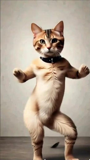 🤣 Adorable Cat Dancing to the Beat! 🎶 | Funniest Kitty Dance Moves Ever! 🐱💃 #USA